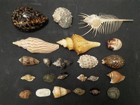 海邊貝殼種類 朱培滋身高